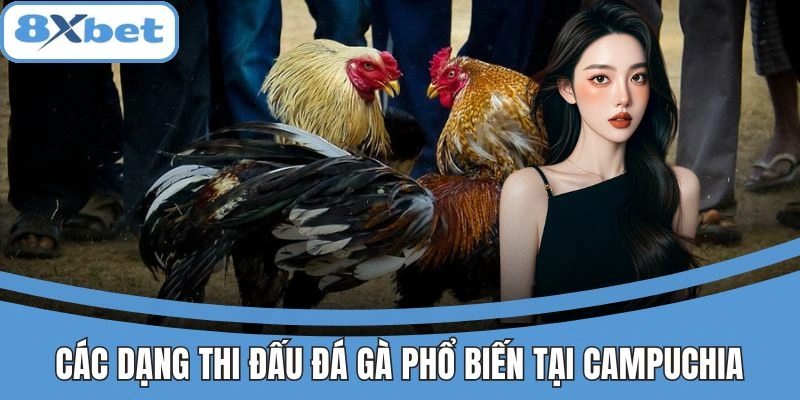 Đá Gà Campuchia 8xbet - Khám Phá Kèo Thơm Lợi Nhuận Cao 4 Các dạng thi đấu đá gà phổ biến tại Campuchia