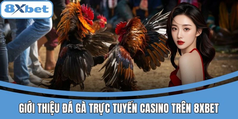 Giới thiệu đá gà trực tuyến casino trên 8xbet