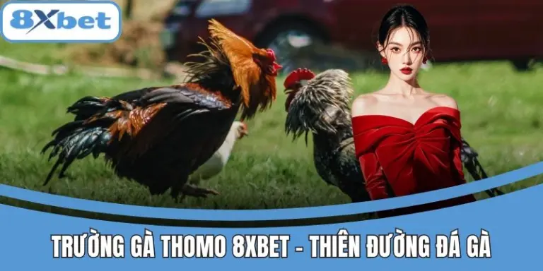 Trường Gà Thomo 8xbet - Thiên đường đá gà Đông Nam Á